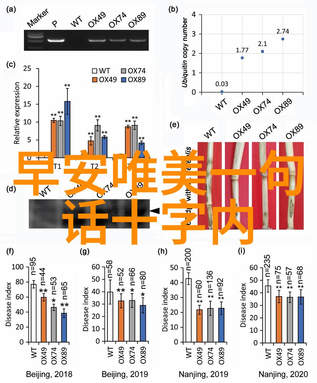 男子气概的集合探索帅哥表情包背后的文化意义