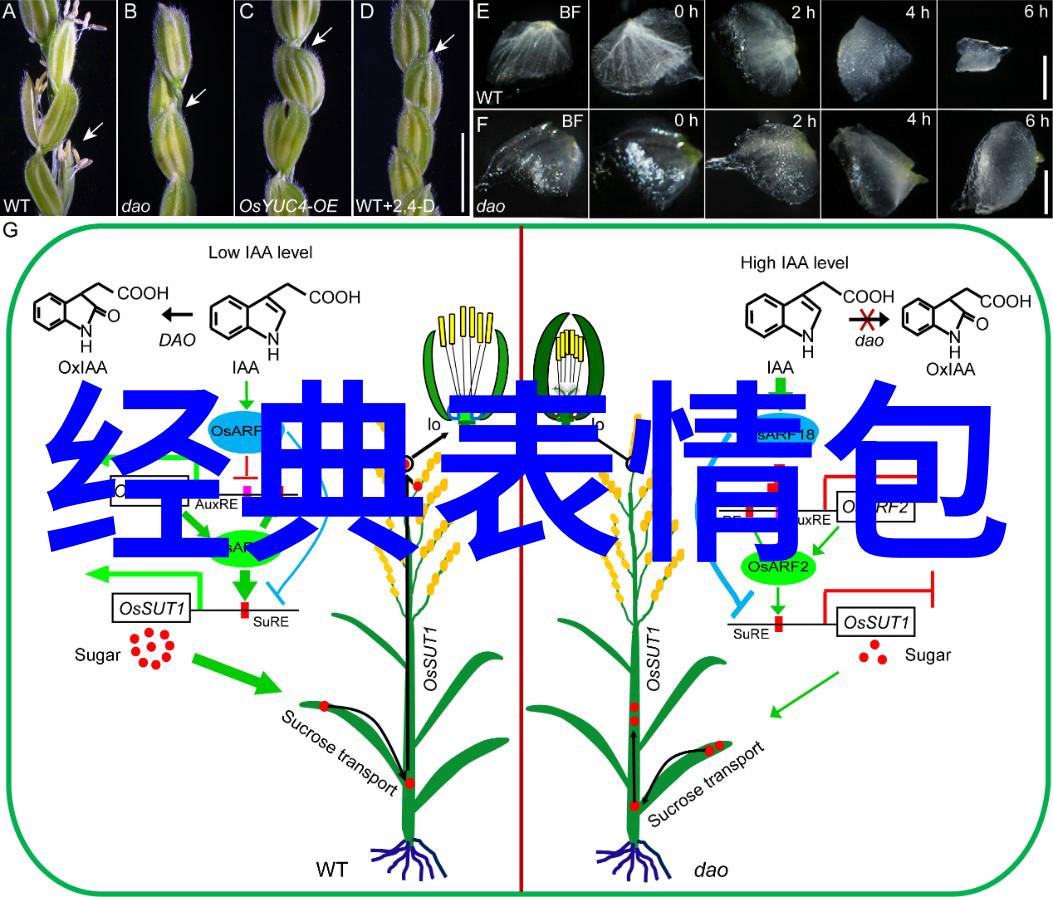 早安干净短句我的晨光词语守护者