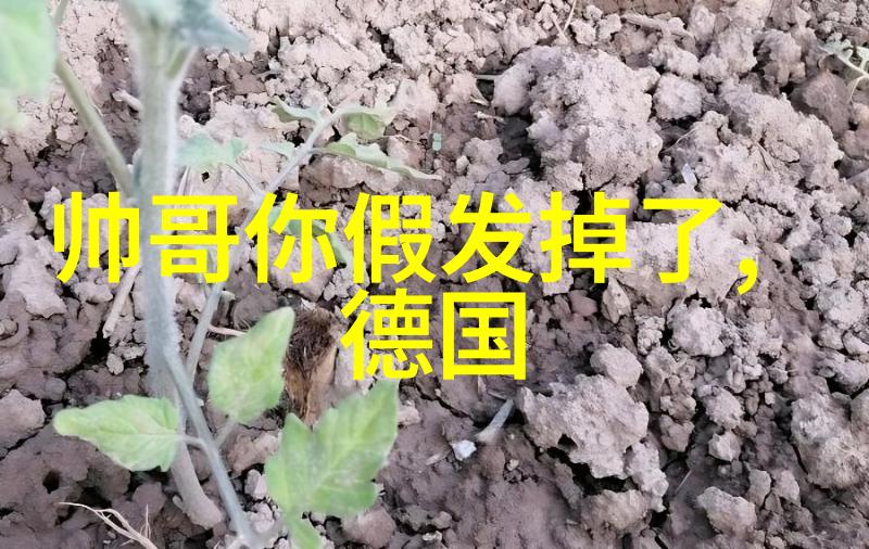 彝族传统节日文化研究以花灯节为例的社会生活与精神内涵探究