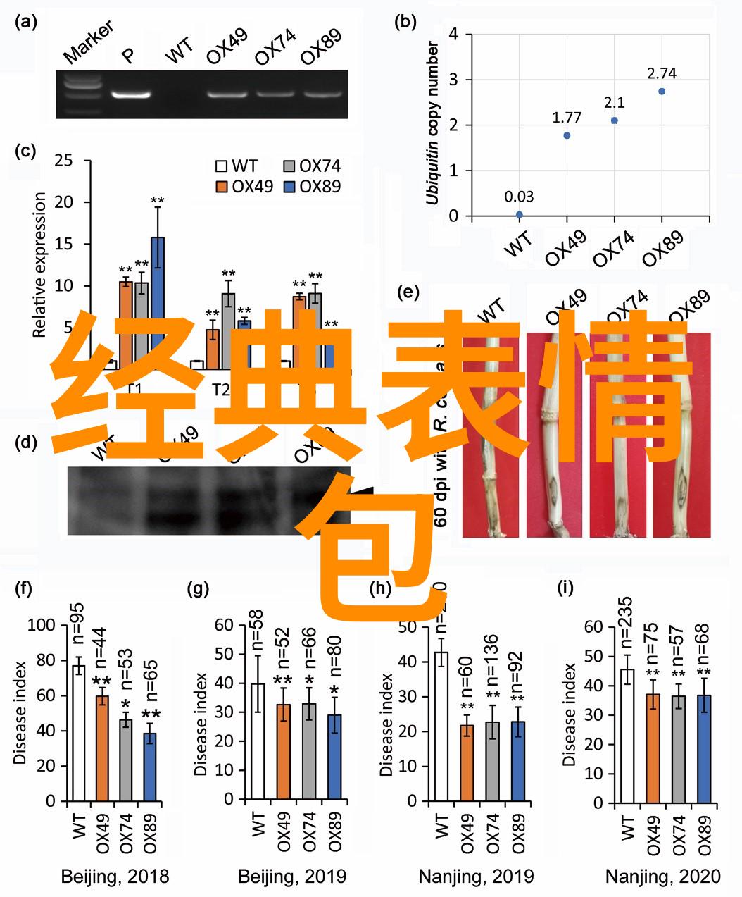 国际留学生日追梦者的启航之日