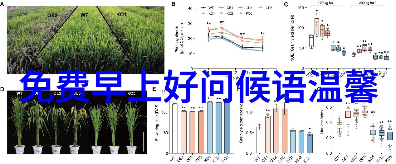 恐怖片的巅峰阴影之下