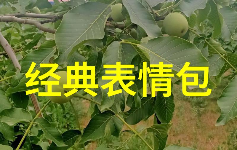 我们的节日我家过年那点小趣事