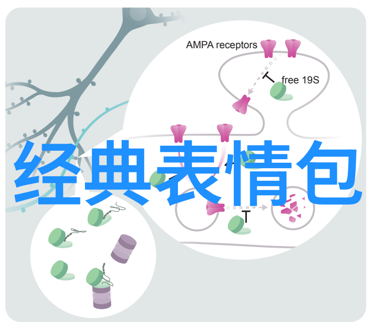 澳大利亚雾猫能否吃白灵菇吗