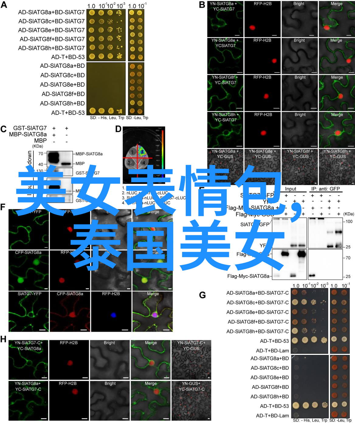 全球恐怖电影-影视黑暗角落揭秘全球最惊悚的恐怖片