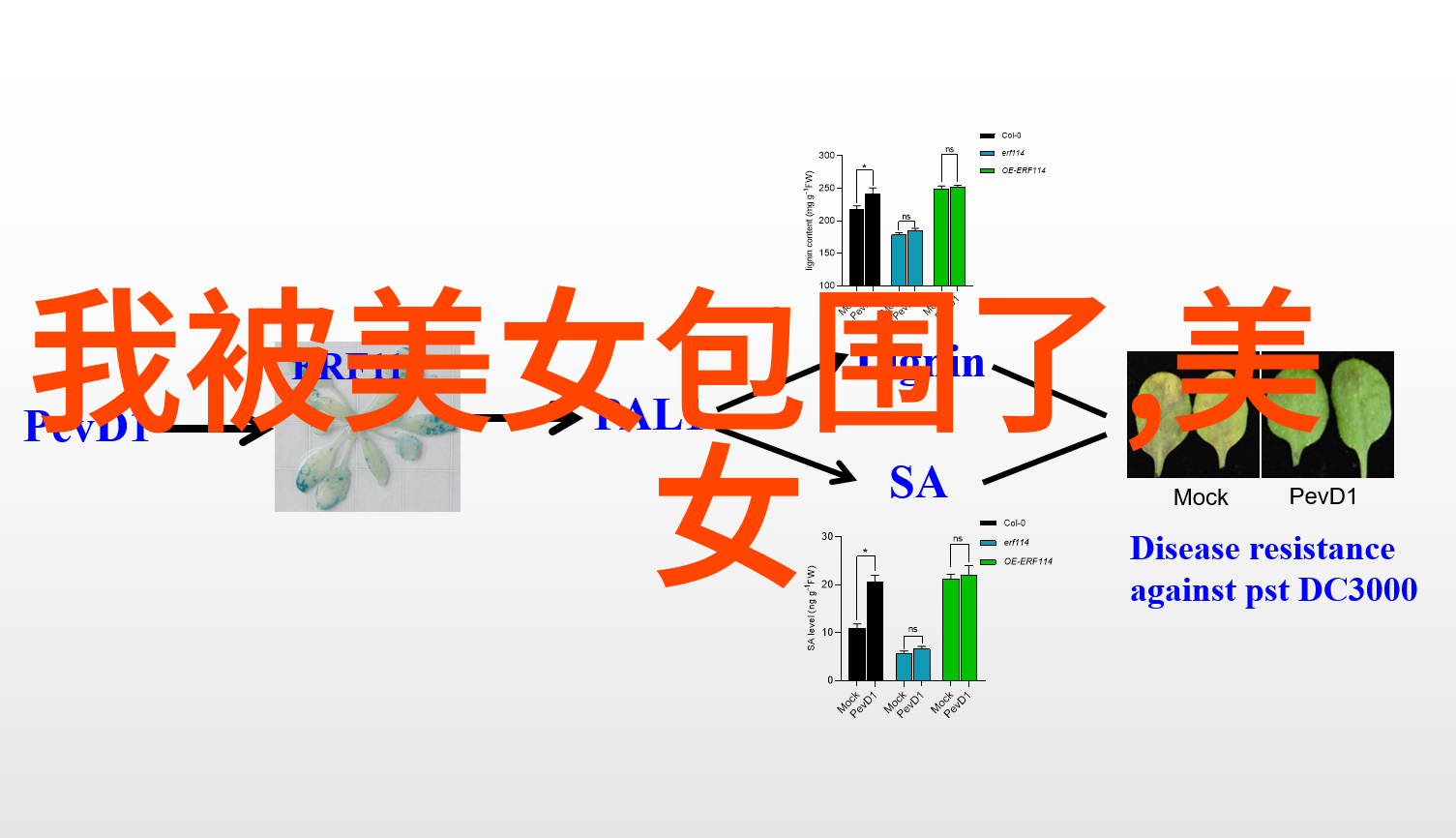 云端上的美丽梦境