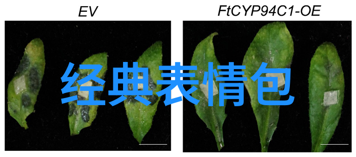 宠物狗多久打一次疫苗