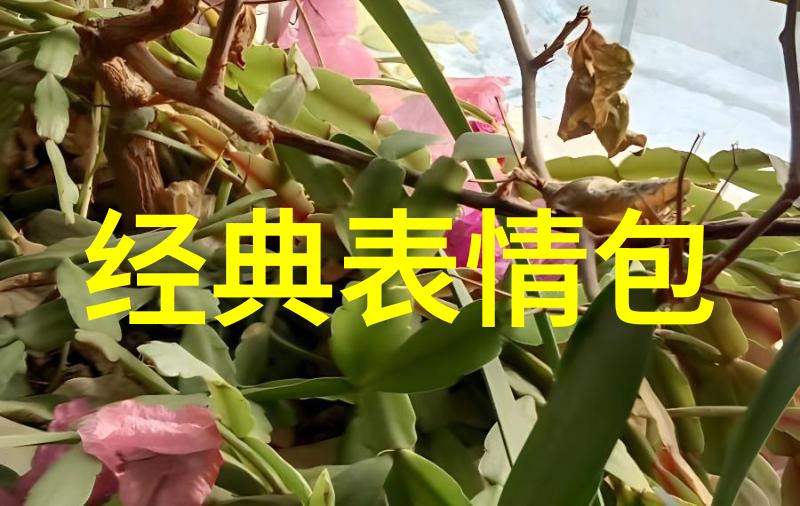 重返青春十七岁的秘密之门